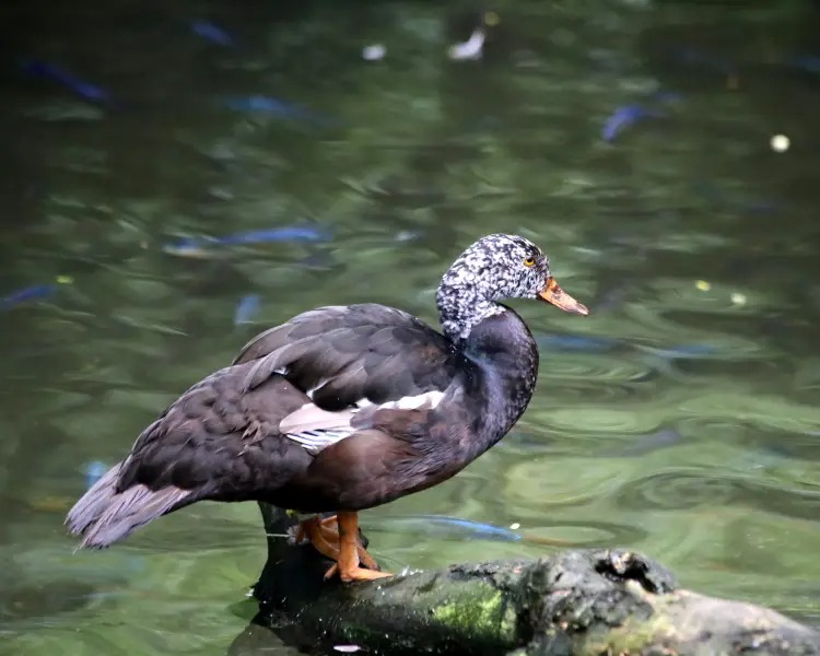 white-winged-duck-in-Nameri-National-Park