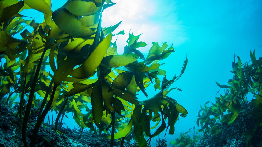 Seaweed-mission-current-affairs-upsc