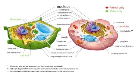 This image represent the difference between the animal cell and plant cell 