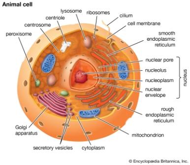 This is an image of Eukaryotic Cell