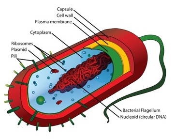 This is an image of Prokaryotic Cell