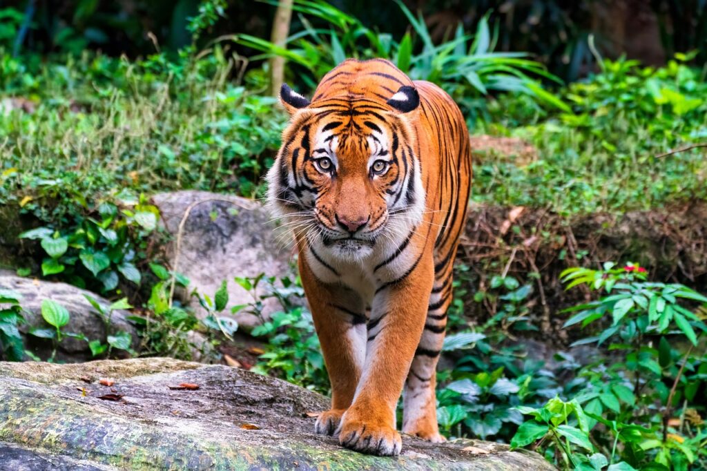 Naional-parks-in assam-nameri-tiger-reserved