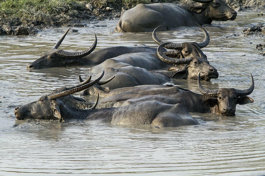 water buffalo in manas national park