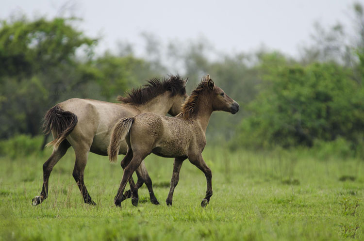 Naional-parks-in assam-wild-horse