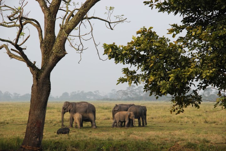elephants-at-kaziranga