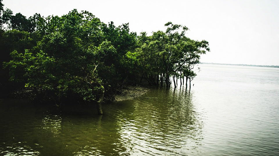 Ramsar-Sites-in-India-Sundarban-Wetland