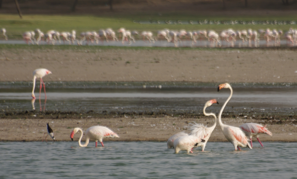 Ramsar-Sites-in-India-Thol Lake
